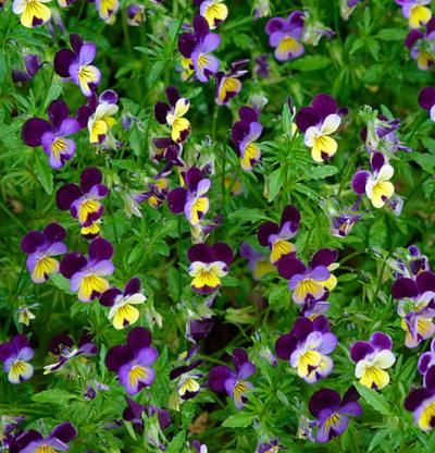 three colored violet 